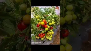 Upcoming Tomato 24T11 #trending #ravihybridseeds