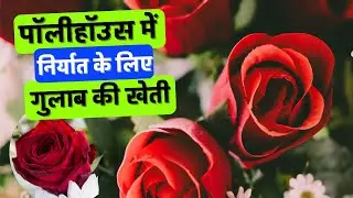 Cultivation of Rose  in polyhouse for export. पॉलीहॉउस में निर्यात के लिए गुलाब की खेती
