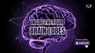 Inside the four brain lobes