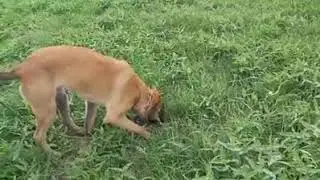 Turbo Karel (Roepnaam: Oscar) van 't Haagse Bloed