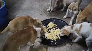 👉Today dogs ate chicken, rice and eggs #vlog 🥰🤗🤔🙏