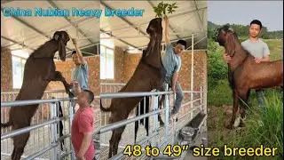 Brown Nubian heavy size breeder | China heaviest brown Nubian breeder | Nubian breeders