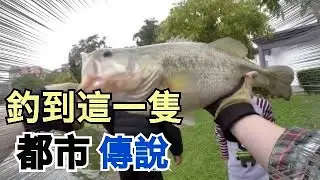 台北市公園釣到巨大黒鱸