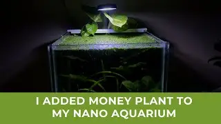 I Added Money Plant to My Nano Aquarium | Pothos | Aquaponics | Allen's Archives