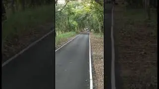 Real Tiger Attack | Dudhwa National Park | Uttar Pradesh
