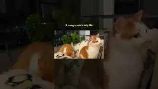A young couple's daily life #Pestfen #catlover #catproducts