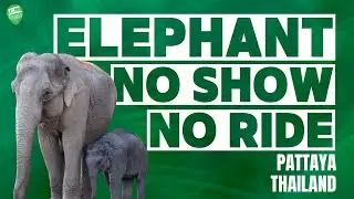 ELEPHANT JUNGLE SANCTUARY in PATTAYA | Ethical Elephant Adventure