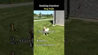 TOP 5 Funniest Dog Fails Ever 🐶 #shorts #viral
