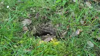 Wasp nest found under in Burghfield, Reading