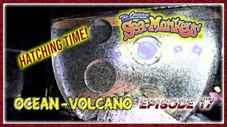 Sea Monkeys Ocean-Volcano Hatching Time!