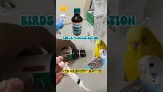 Antibiotic Course Karane Ka Sahi Tarika | Antibiotic for Budgies #budgies #birdsantibioticcourse