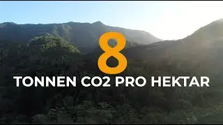 Wald ist Klimasch&uuml;tzer