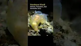 Cotton candy nudibranch #tulamben #bali #scubadiving