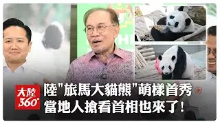 陸國寶魅力無法擋!旅馬來西亞大貓熊首公開亮相 大馬首相親訪~當地人排隊搶看喊