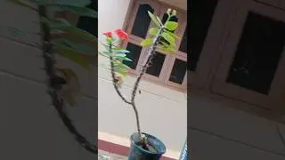 mini vlogs tamil தமிழ் #song #music #trending #food #love #minivlog #tamil #shortvideo