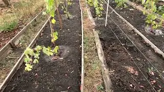 Обработка купоросом осенью. Стоит ли? (Обробка купоросом восени. Чи варто?)