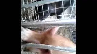 pig fights crocky hall farm