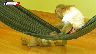 Kako Family | Brother Kako Sit On Hammock Checking Tiny Olly Legs Sleep On the Floor