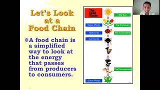 Grade 5 - Food Chain and Food Web