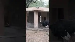 ostrich.                        The largest flightless birds   #popular #foryou #viral #trending