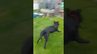 crazy fool. #dogsonyoutube #petsdoingfunnythings #everyday