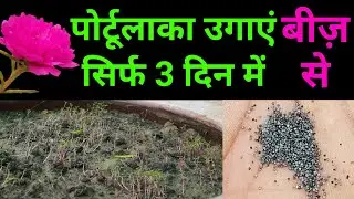पोर्टुलाका को बीज से उगायें मार्च महीने में/How to Grow Portulaca from Seeds at home/Portulaca seeds
