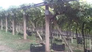 Sandro de Bruno hand pick  Durella grapes