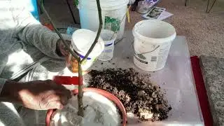 Persian Lime -  new soil /sand added
