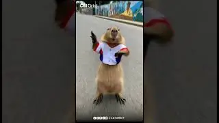 Capybara Grooves to Capibara Song | CGI Orbit                                  #CapybaraDance