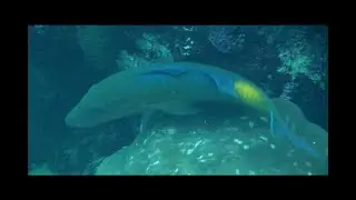 まるくちひめじ　Yellow-saddle Goatfish　圓口海緋鯉