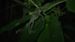 Nectophrynoides Tornieri in Wild