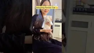 Persian cat ❤️ #shorts #viral #explorepage #cat #persian #persiancat #catfood