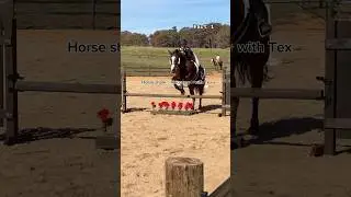 @EquineBodyworkOnline ❤️&zwj;🩹 Recovery mode ACTIVATED #horse #horsegirls #horseenthusiast #horsefan