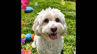 Beautiful dog #youtube #youtubeshorts #nature #love #fun #youtubeshort #learnsindhi #song #video