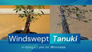 Windswept tanuki style bonsai.. once upon a tiger bark ficus.