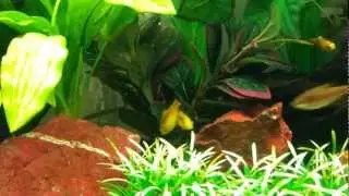 Gold barb fish behaviour