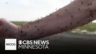 2025 could be the worst year for mosquitos in Minnesota in years, and here's why