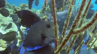 [4K] Curacao - Kokomo - Blue Tang chase down