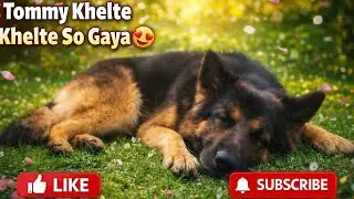 Tommy ka Play Time LIVE 😍🐶 | Fun & Masti #tommy #dog #goglive #gsd #viral #live #shorts