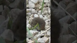 FIELD VOLE MOUSE (Microtus agrestis)