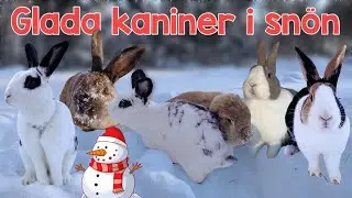 KANINERNA ÄR UTE OCH BUSAR I SNÖN