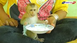 Family Monkey Kako | Funny Tiny Olly Eating Rice In Plate