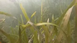 ROV exploring the bottom of Canandaigua lake New York