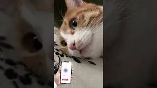 Let&rsquo;s talk with the cat. AppStore: CAT TRANSLATOR - Human to Pet.