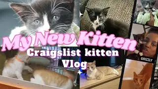 Getting a Kitten off Craigslist.com !! | vlog | New Kitten