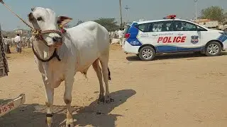 Bigsize Milkteeth Ongole Bull 🐂 | Biggest cattle market | Ox