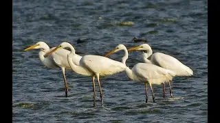 Great White Egret (Egretta alba) &Alpha;&rho;&gamma;&upsilon;&rho;&omicron;&tau;&sigma;&iota;&kappa;&nu;&iota;ά&sigmaf; - Kouklia dam 7/11/2020, Cyprus.