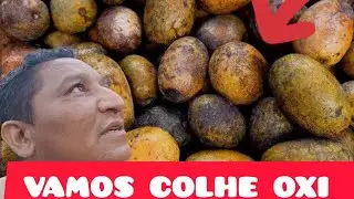 A COLHEITA CONTINUA DE FRUTAS NATIVAS #natureza #PARÁ #preservação 