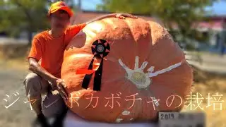 ジャンボカボチャの栽培　(総集編)