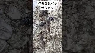 クモを食べるサシガメ